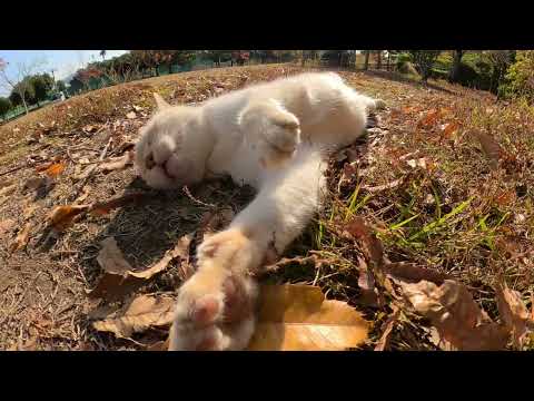 モフっているとだんだん伸びてくる薄茶シロ猫(YouTube)