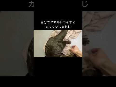 お風呂の後はちゃんと自分で体拭きます#shorts(YouTube)