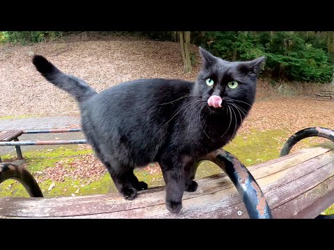 上機嫌で甘えていた黒猫ちゃんが喧嘩の怒号を聞いてビビりまくる(YouTube)