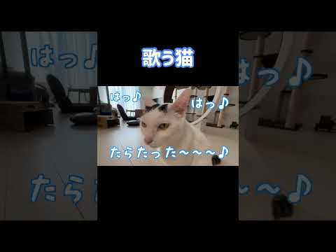 歌う猫チロさん🐱 #shorts(YouTube)