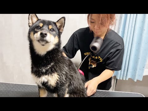 絶対にドライヤーからは逃げられないと全てを悟った柴犬(YouTube)