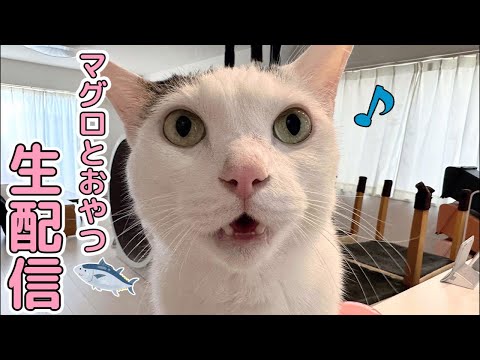 11月のまぐろ🐟&おやつ生配信！(YouTube)