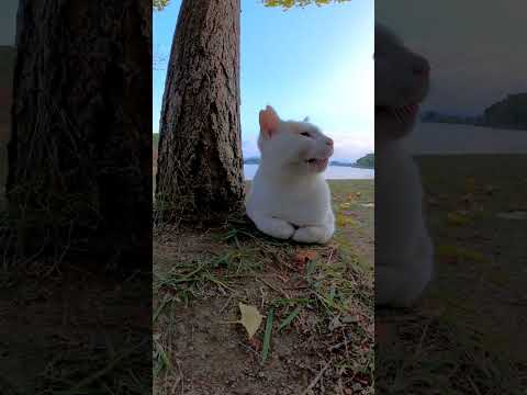 夕方の公園で出会った野良猫が可愛過ぎる(YouTube)