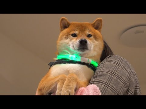 大好きすぎるドライヤーに興奮した柴犬は波乱を起こしました。。(YouTube)