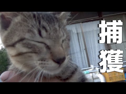 いつまでも遊んでる子猫を捕まえて家の中へ入れる(YouTube)