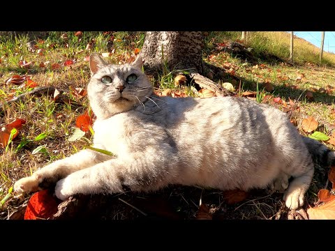 アザラシみたいな猫をモフったら透き通る瞳で見つめてきた(YouTube)