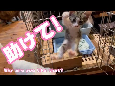 助けて‼️Why are you like that⁉️🤣🤣(YouTube)