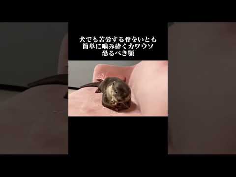 実はカワウソの顎の力は半端ないんです🤫#shorts(YouTube)