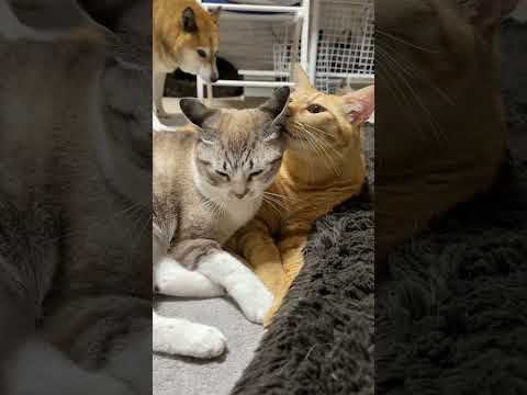 猫に毛づくろいしてあげる兄猫の優しさが溢れてます…　#shorts(YouTube)