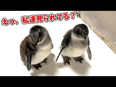 動物たちをどこでもみれるよう見守りカメラを設置したら面白すぎた！(YouTube)