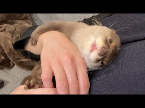 寝るまでと、寝てからがクセありすぎるカワウソ Otter are too distinctive until and after they fall asleep.(YouTube)