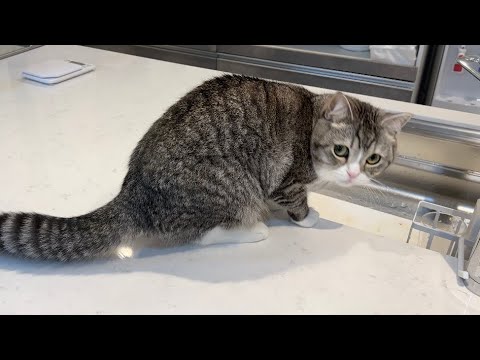 何度もイタズラする猫に「病院行く？」と聞いてみたら大変なことに…(YouTube)
