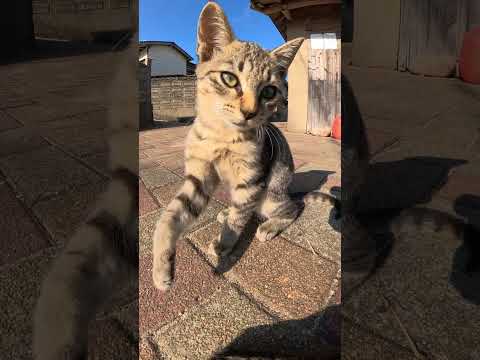 【cat】キョトンとした表情が可愛いキジトラ猫兄弟(YouTube)
