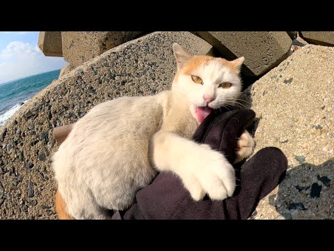 海で暮らす猫達がテトラポットの隙間からワラワラと出てきた(YouTube)