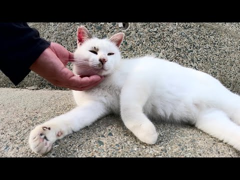 マロ顔の猫が可愛い声で「モフって！」と要求してきた(YouTube)