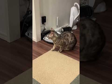 地震に怯えていたので飼い主のせいにしてみた(YouTube)