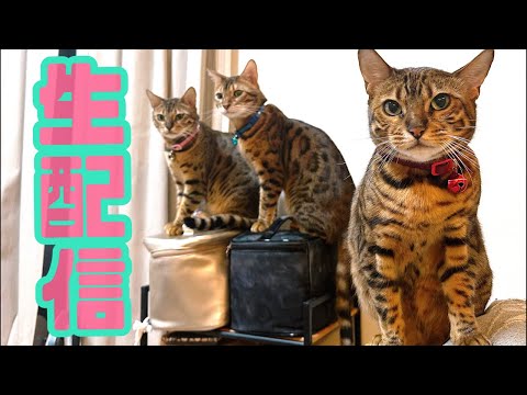 【生配信11/20】今日はヤンチャばかりしている猫達による生配信📹(YouTube)