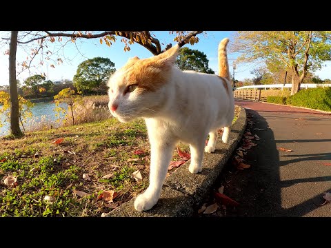 茶シロ猫ちゃんが人間と一緒にトコトコ歩いて公園のベンチへ行く(YouTube)