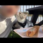 猫と遊園地で1日デートしたら楽しすぎてこうなりました笑(YouTube)
