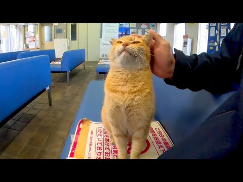 待合室の猫、腰トントンされるとペロペロしてカワイイ(YouTube)