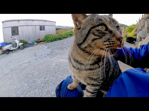 石垣の下にいた野良猫を撫でると喜んで膝の上に乗ってきた(YouTube)