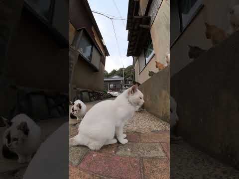 猫だらけ(YouTube)