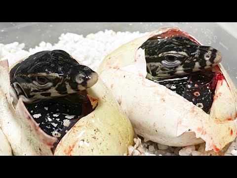 続々とオオトカゲの赤ちゃんが産まれてきました(YouTube)