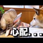 猫が心配でどこでも見守ろうとする柴犬が優しいです…(YouTube)