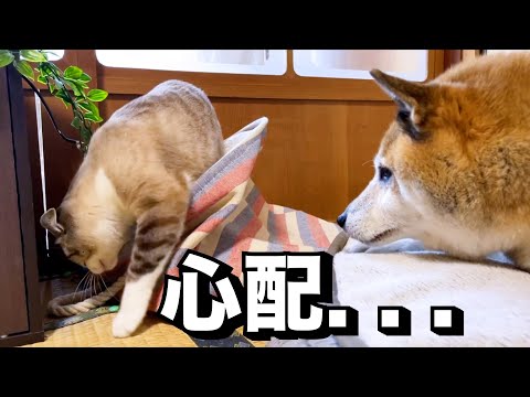 猫が心配でどこでも見守ろうとする柴犬が優しいです…(YouTube)