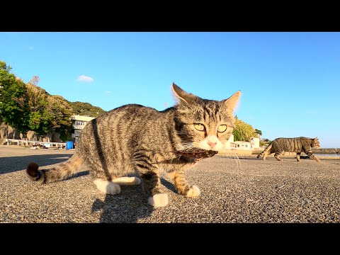 猫1「この魚マズそうだニャ」→猫2「じゃあ僕が貰うね！」(YouTube)