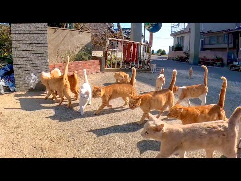 島の猫さんユーチューブの撮影しますから運動場に集まって下さ〜い(YouTube)