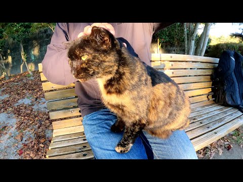 サビ猫が遠慮気味にひざの上にのって甘えてきた(YouTube)