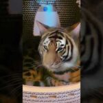 小さな猛獣飼ってます🐯 #shorts(YouTube)