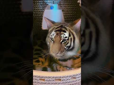 小さな猛獣飼ってます🐯 #shorts(YouTube)