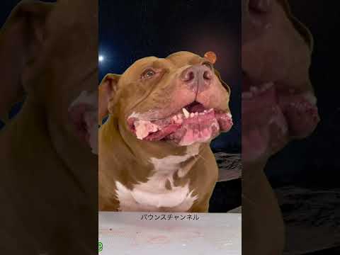 羊の背骨をじっくり味わうピットブル(YouTube)
