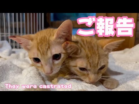 ご報告　さくら耳になりました  They were castrated(YouTube)