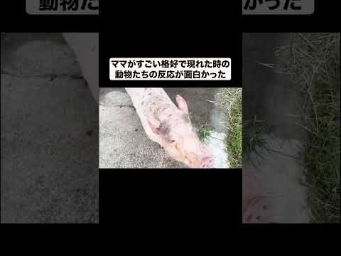 ママがすごい格好で現れた時の動物たちの反応が面白かった#shorts(YouTube)