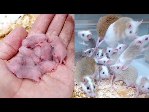 ネズミが大量の子供を産んで2ヶ月後、だいぶカオスになってきた現在の様子(YouTube)