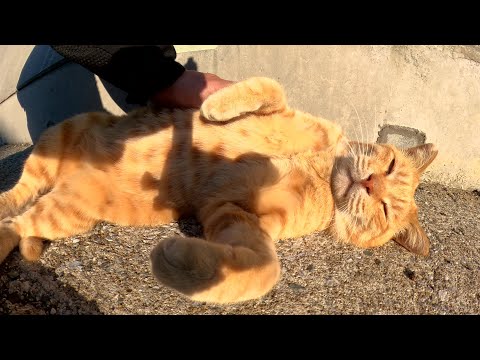 お腹を放り出してコロンと寝転がっていた茶トラ猫をナデナデする(YouTube)