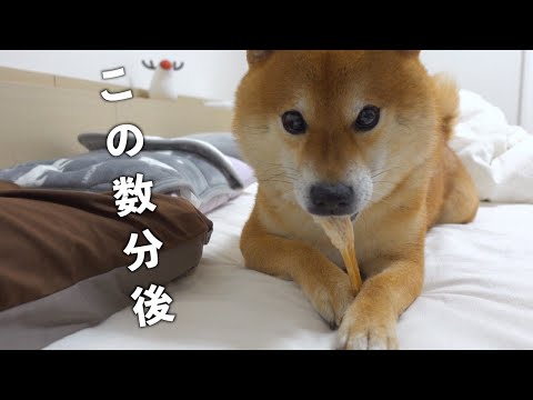 みんな布団に入ると犬語が控えめになるのかわいすぎた。(YouTube)