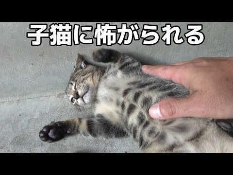 子猫と上手く付き合えない猫を応援してあげたい(YouTube)