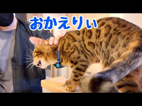 4日ぶりの主人との再会に感極まる猫さん(YouTube)