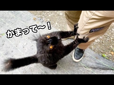赤ちゃんのように甘えるクロキツネザル【バイオパークぶらり旅後編】(YouTube)