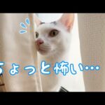 朝は何かに警戒しまくりな猫チロさん(YouTube)