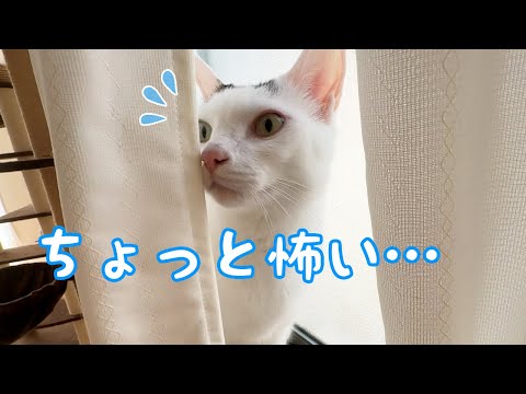 朝は何かに警戒しまくりな猫チロさん(YouTube)