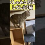 くしゃみに反応してしまう猫w　#shorts(YouTube)