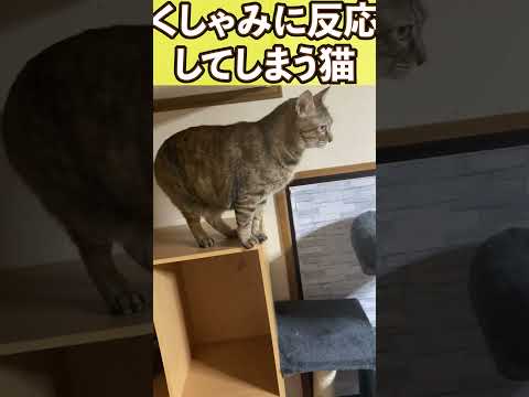 くしゃみに反応してしまう猫w　#shorts(YouTube)