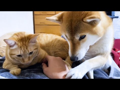 【ノーカット】寝ようとしたら犬猫がたくさん寄ってきて夜更かししてしまいました…汗(YouTube)