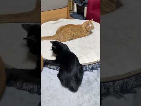 兄猫のしっぽで遊んでいると…　#shorts(YouTube)