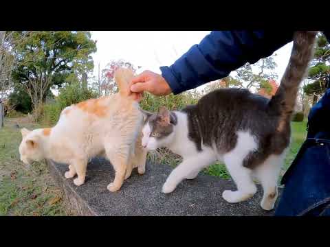 夕方の公園でハチワレ猫がいたのでナデナデすると他の猫も寄ってきた(YouTube)